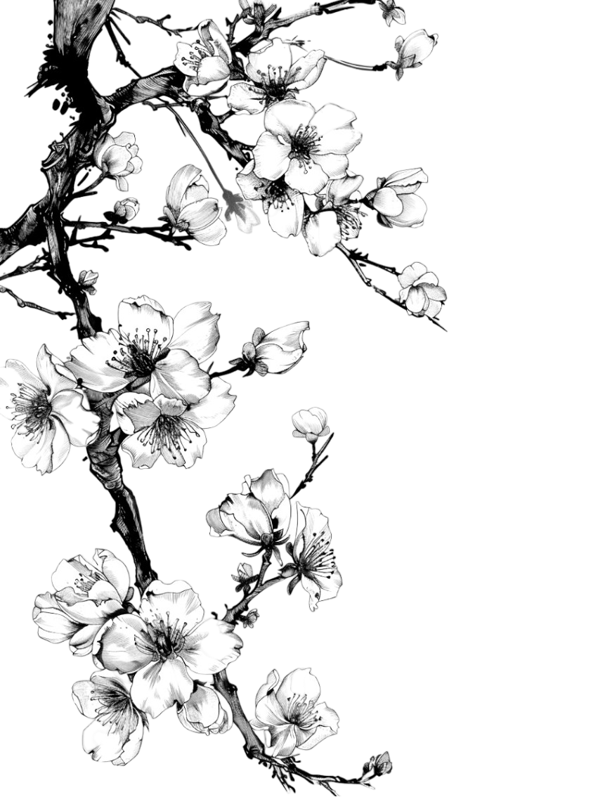 sakura soko wallpaper 